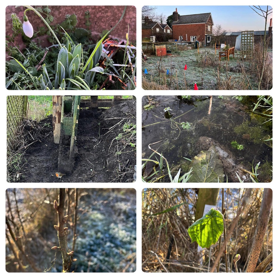 Montage of garden images